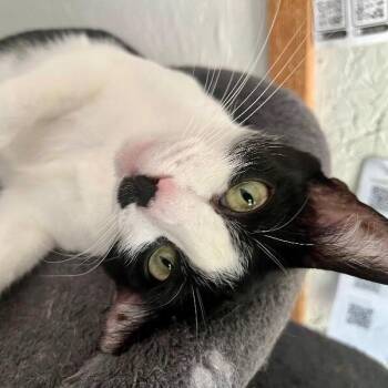 Domestic Short Hair and Tuxedo Cats Available for Adoption - Kit Kat | PetCurious