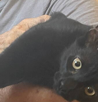 Rescue Domestic Short Hair Cats for Adoption in Mission Viejo, California - Sugarloaf | PetCurious