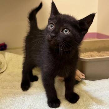 Domestic Short Hair Cats Available for Adoption in Walnut Creek, California - Dibs | PetCurious