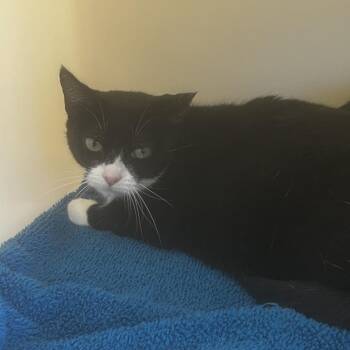 Lola -  Domestic Short Hair Cat for Adoption in Burlington, Ontario - Lola | PetCurious