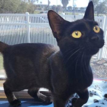 Domestic Short Hair Cats Available for Adoption - Blip | PetCurious