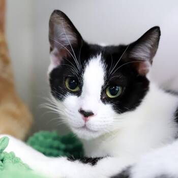 PABLO -  Domestic Short Hair Cat for Adoption in Joshua Tree, California - PABLO | PetCurious