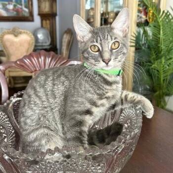 Collins Clark -  Tabby and Domestic Short Hair Cat for Adoption in Friendswood, Texas - Collins Clark | PetCurious