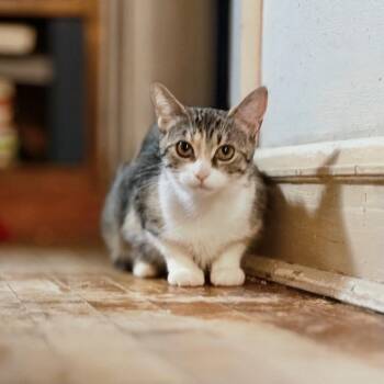 Jodie -  Domestic Short Hair Cat for Adoption in South Bend, Indiana - Jodie | PetCurious