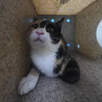 Bonnie -  Domestic Short Hair Cat for Adoption in Cheyenne, Wyoming - Bonnie | PetCurious