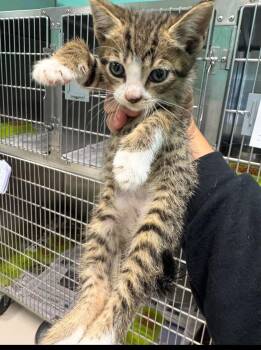 Nacho -  Domestic Short Hair Cat Available for Adoption in Belton, Texas - Nacho | PetCurious