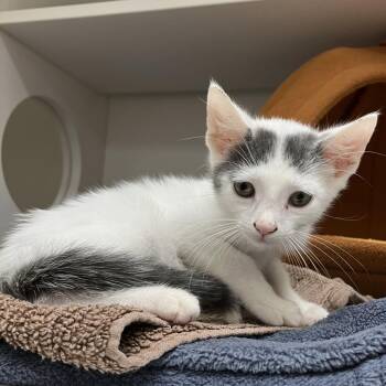 Mesquite -  Domestic Short Hair Cat for Adoption in Philadelphia, Pennsylvania - Mesquite | PetCurious