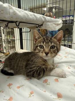 Acorn (Pardee) -  Domestic Short Hair Cat for Adoption in Johnson City, Tennessee - Acorn (Pardee) | PetCurious