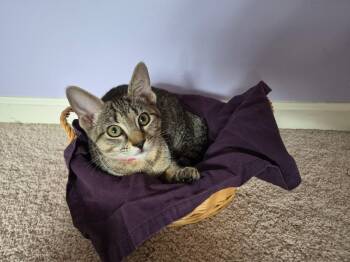 Emily -  Domestic Short Hair Cat for Adoption in Leesburg, Virginia - Emily | PetCurious