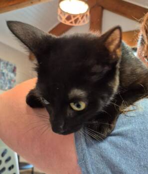 Pippi -  Domestic Short Hair Cat for Adoption in Chattanooga, Tennessee - Pippi | PetCurious