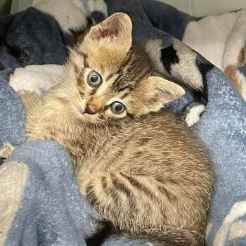 Domestic Short Hair Cats Available for Adoption in Floresville, Texas - Munchkin | PetCurious
