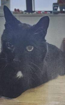 Domestic Short Hair Cats Available for Adoption - Goober | PetCurious