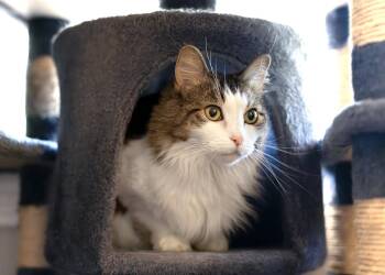 Tabby and Domestic Short Hair Cats Available for Adoption in Buford, Georgia - Ninjie | PetCurious