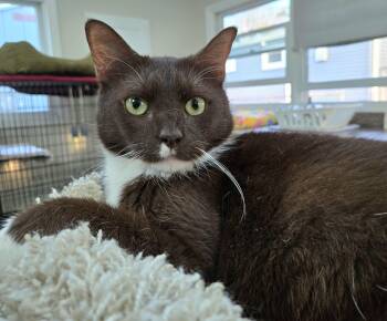 Domestic Short Hair Cats Available for Adoption in Hamilton Township, New Jersey - MALCOLM | PetCurious