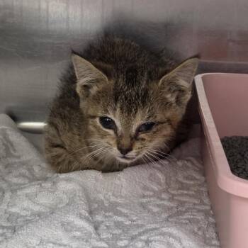 Gigi -  Domestic Short Hair Cat Available for Adoption in Auburn, Alabama - Gigi | PetCurious
