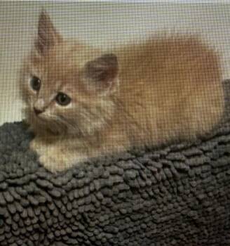 Rico -  Domestic Long Hair Cat for Adoption in Bardstown, Kentucky - Rico | PetCurious
