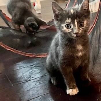 Rescue Domestic Short Hair Cats for Adoption in Ashland, Oregon - Katherine | PetCurious