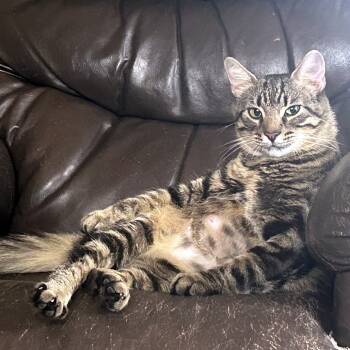 Rescue Domestic Short Hair Cats for Adoption in Wheeling, Illinois - Tuna | PetCurious