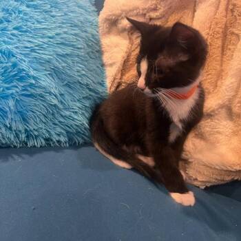 Kaa -  Domestic Short Hair Cat for Adoption in Garden Grove, California - Kaa | PetCurious