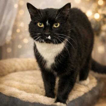 Domestic Medium Hair Cats Available for Adoption - Miss Marie | PetCurious