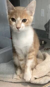 Julien -  Domestic Short Hair Cat for Adoption in Stratham, New Hampshire - Julien | PetCurious