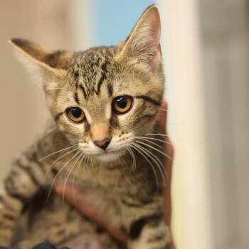 Simba - DogDay Belleville -  Domestic Short Hair Cat for Adoption in Belleville, Illinois - Simba - DogDay Belleville | PetCurious
