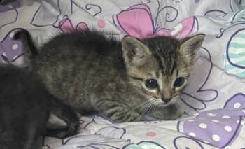 Rescue Domestic Short Hair Cats for Adoption in Port Allen, Louisiana - Nike | PetCurious