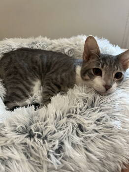 Rescue Domestic Short Hair Cats for Adoption in Phoenix, Arizona - Ozzy | PetCurious