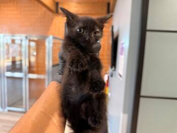 BEEP BEEP -  Domestic Short Hair Cat for Adoption in Rowlett, Texas - BEEP BEEP | PetCurious