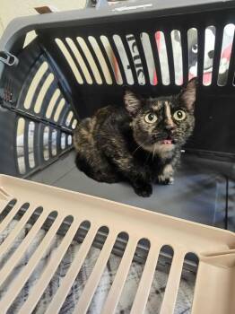 Rescue Domestic Medium Hair Cats for Adoption in Shelbyville, Tennessee - Tokie | PetCurious