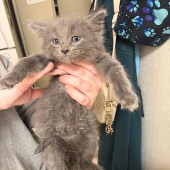Domestic Short Hair Cats Available for Adoption in Pekin, Illinois - Duck Duck Goose | PetCurious