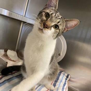 Legume -  Domestic Short Hair Cat for Adoption in Richmond, Virginia - Legume | PetCurious