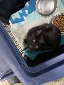 Rescue Domestic Medium Hair and Domestic Short Hair Cats for Adoption in Columbus, Indiana - Farro | PetCurious