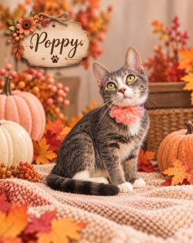Poppy -  Domestic Short Hair Cat for Adoption in Tavares, Florida - Poppy | PetCurious