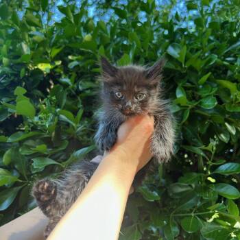 Espresso Martini -  Domestic Short Hair Cat Available for Adoption in Fairfax Station, Virginia - Espresso Martini | PetCurious