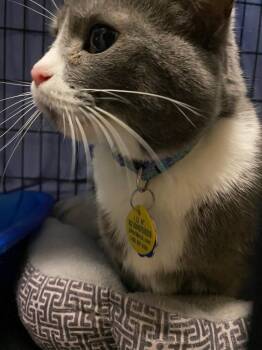 Rescue Domestic Short Hair Cats for Adoption in Portland, Indiana - Revi | PetCurious