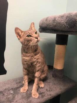 Lola -  Domestic Short Hair Cat for Adoption in Darien, Georgia - Lola | PetCurious