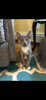 Paddywacks -  Domestic Short Hair Cat for Adoption in Havertown, Pennsylvania - Paddywacks | PetCurious