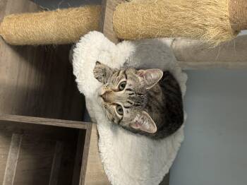 Lumpkin -  Domestic Short Hair Cat for Adoption in Leesville, Louisiana - Lumpkin | PetCurious
