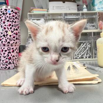 Taylor -  Domestic Short Hair Cat for Adoption in Englewood, Florida - Taylor | PetCurious