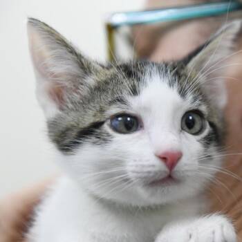 Meyer (green collar) -  Domestic Short Hair Cat for Adoption in Redwood City, California - Meyer (green Collar) | PetCurious