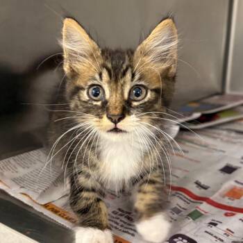 Kiyoko -  Domestic Short Hair Cat for Adoption in San Antonio, Texas - Kiyoko | PetCurious