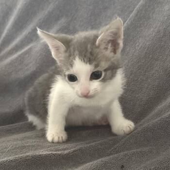 Rosie -  Domestic Short Hair Cat for Adoption in Redwood City, California - Rosie | PetCurious