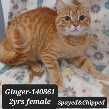 Domestic Short Hair Cats Available for Adoption in New Tazewell, Tennessee - Ginger | PetCurious