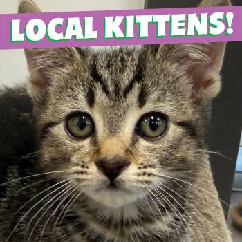LOCAL KITTENS, The Looney Tunes -  Domestic Short Hair Cat for Adoption in Scituate, Rhode Island - LOCAL KITTENS, The Looney Tunes | PetCurious