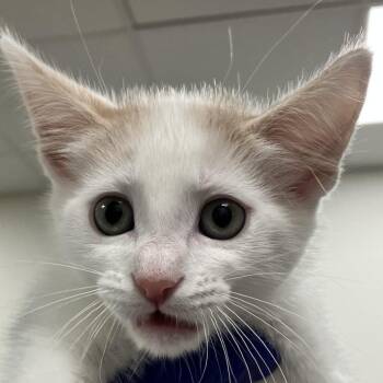 Flareon -  Domestic Short Hair Cat for Adoption in Las Cruces, New Mexico - Flareon | PetCurious
