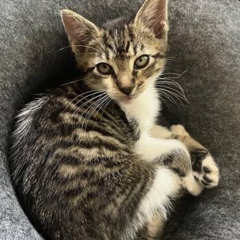Pheloneigh -  Domestic Short Hair Cat for Adoption in Chattanooga, Tennessee - Pheloneigh | PetCurious