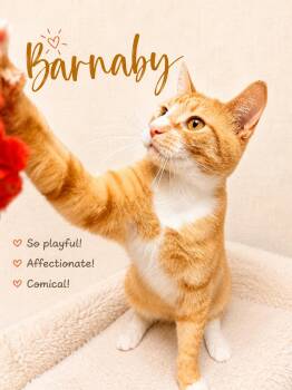 Barnaby (FCID# 05/05/2026 - 124) Willow Grove -  Tabby Cat for Adoption in Greenville, Delaware - Barnaby (FCID# 05/05/2026 - 124) Willow Grove | PetCurious