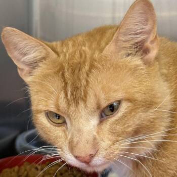 Nacho Cheese -  Domestic Short Hair Cat for Adoption in Ottawa, Kansas - Nacho Cheese | PetCurious
