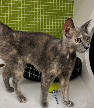 Saffi -  Domestic Short Hair Cat for Adoption in Fort Lupton, Colorado - Saffi | PetCurious
